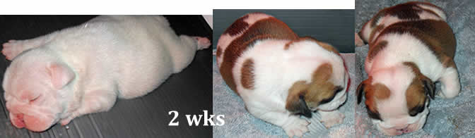 English bulldog puppies for sale